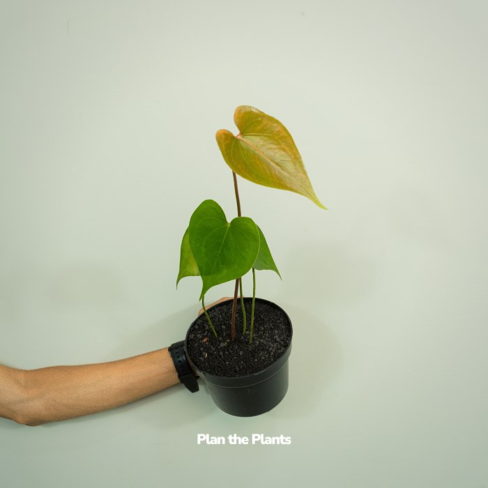 Anthurium Faustomirandae